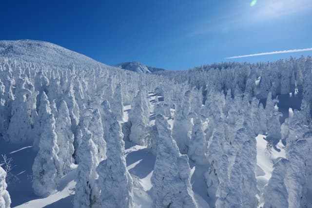 蔵王樹氷2026-27|見頃・夜の樹氷観賞と蔵王ロープウェイの料金・行き方