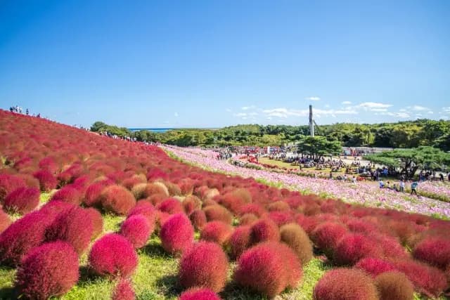 ひたち海浜公園のコキア2026|ライトアップ9月18〜27日・観覧券1,000円、見頃は10月中旬