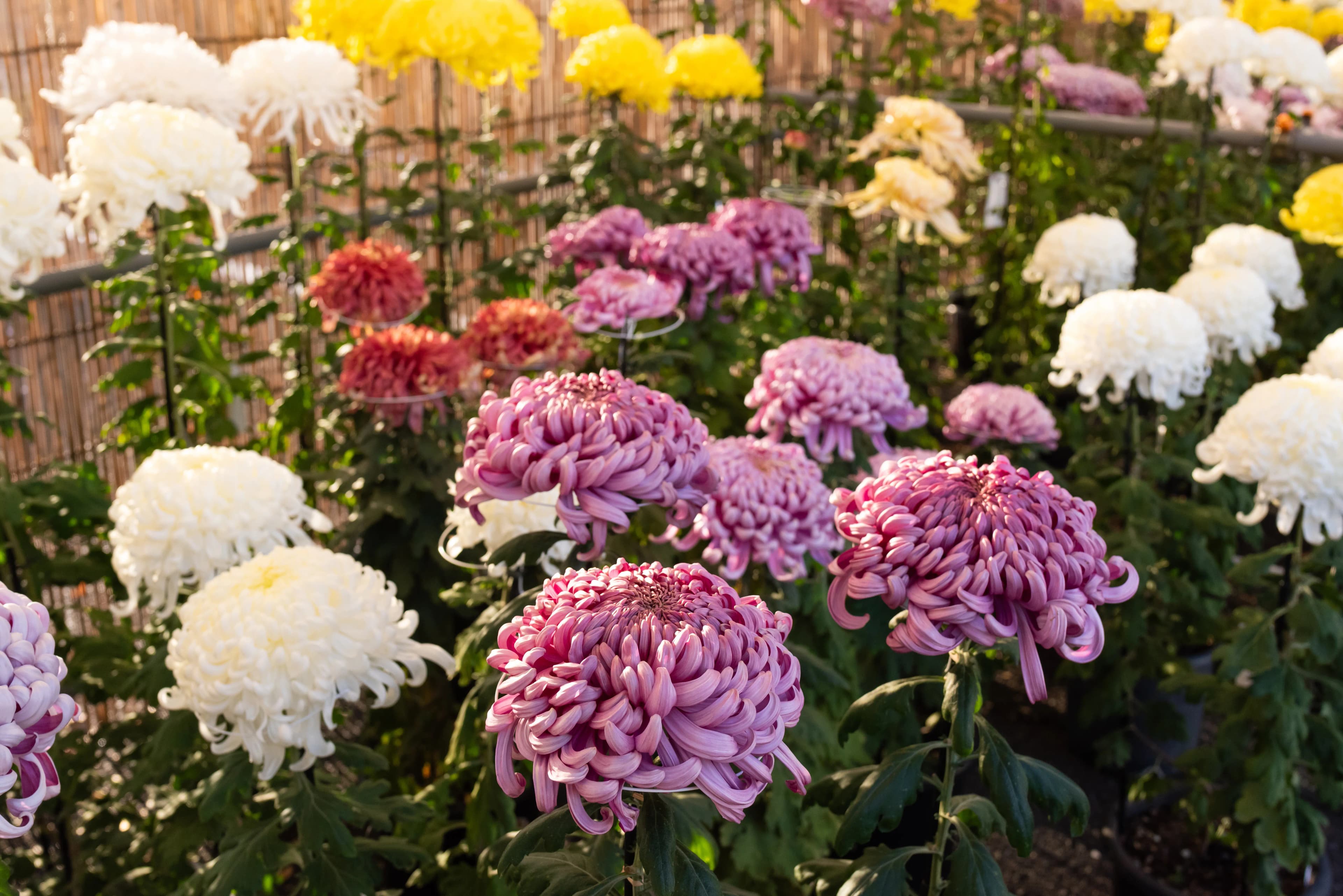 新宿御苑 菊花壇展2026|11月1〜15日・入園料500円で予約不要、月曜も開園