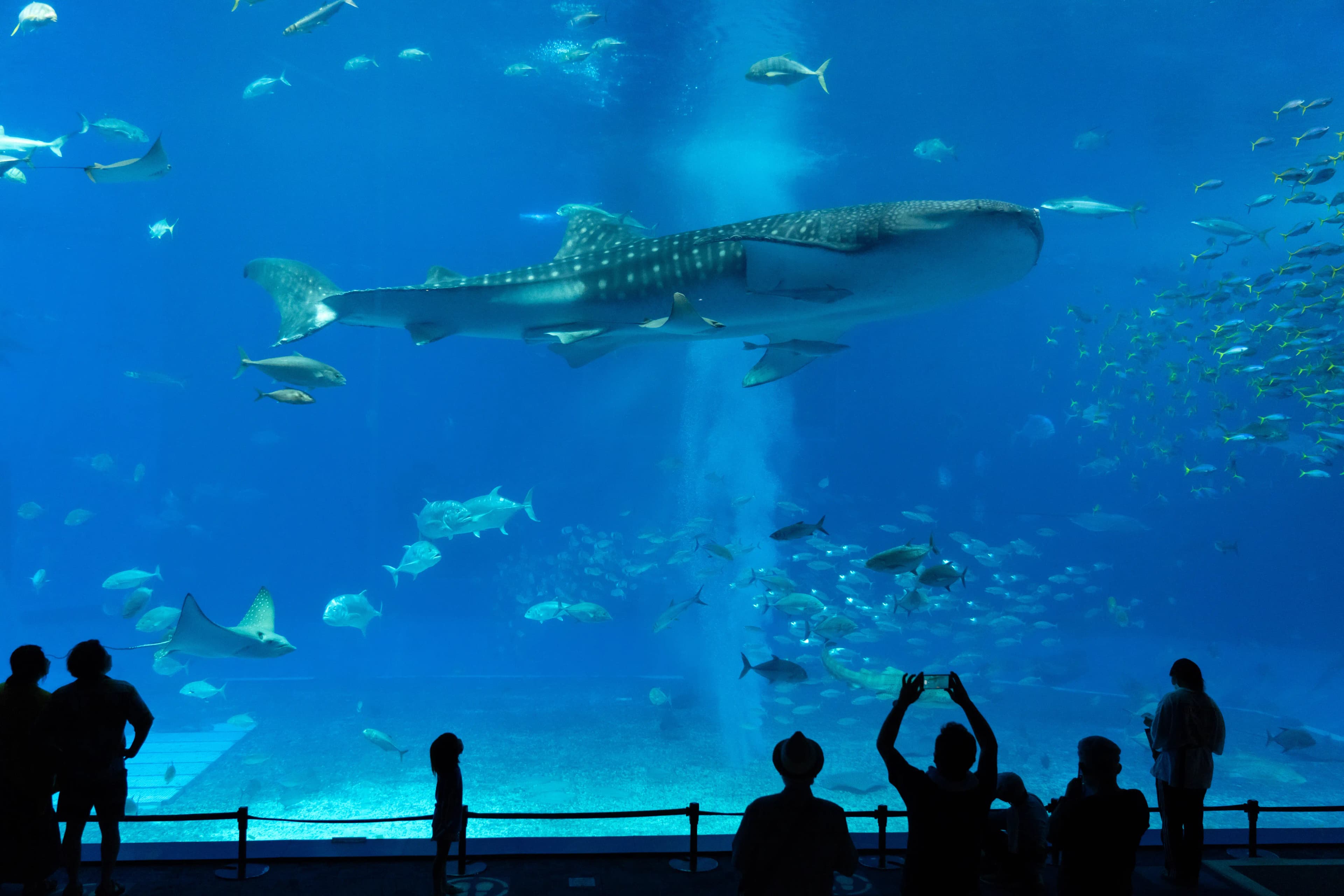 沖縄美ら海水族館の行き方と前売り割引券|那覇から約2.5時間、当日より安く入るには