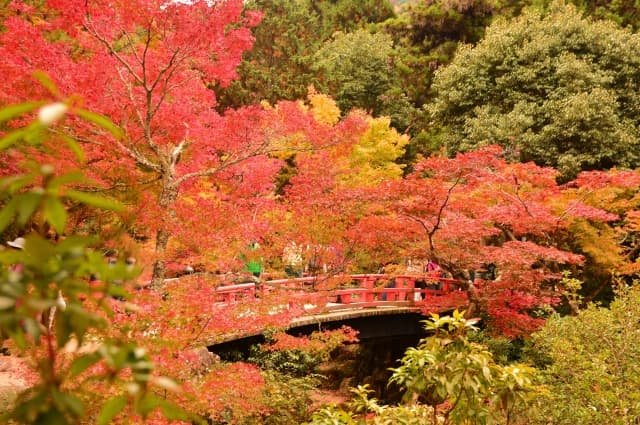宮島の紅葉2026|紅葉谷公園の見頃・ロープウエーの料金・混雑を避ける行き方