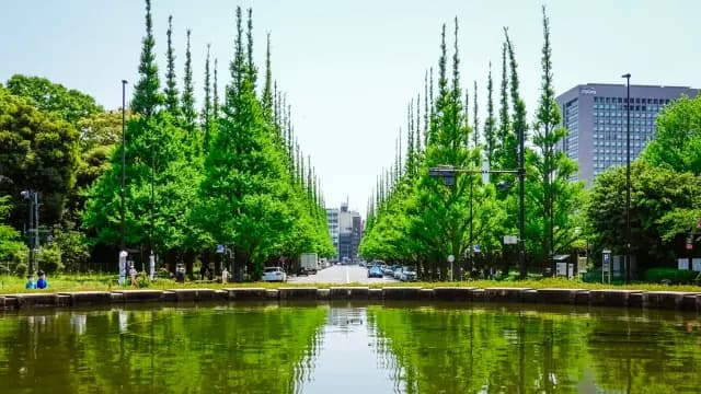 神宮外苑いちょう並木2026|見頃は11月中旬〜下旬、無料で歩ける黄金トンネル