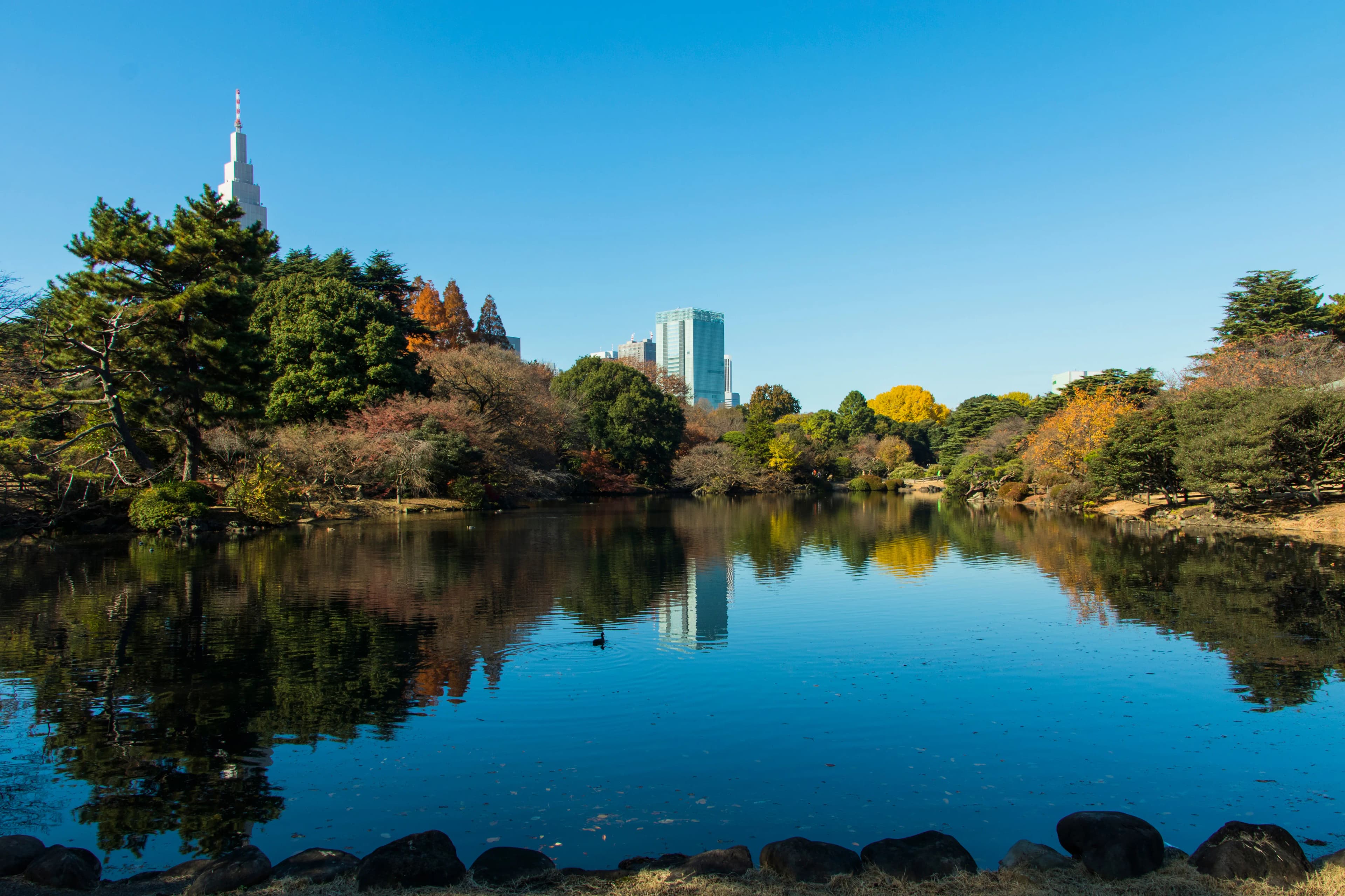 新宿御苑の紅葉2026|見頃・入園料500円・9〜16時半、新宿駅から徒歩10分