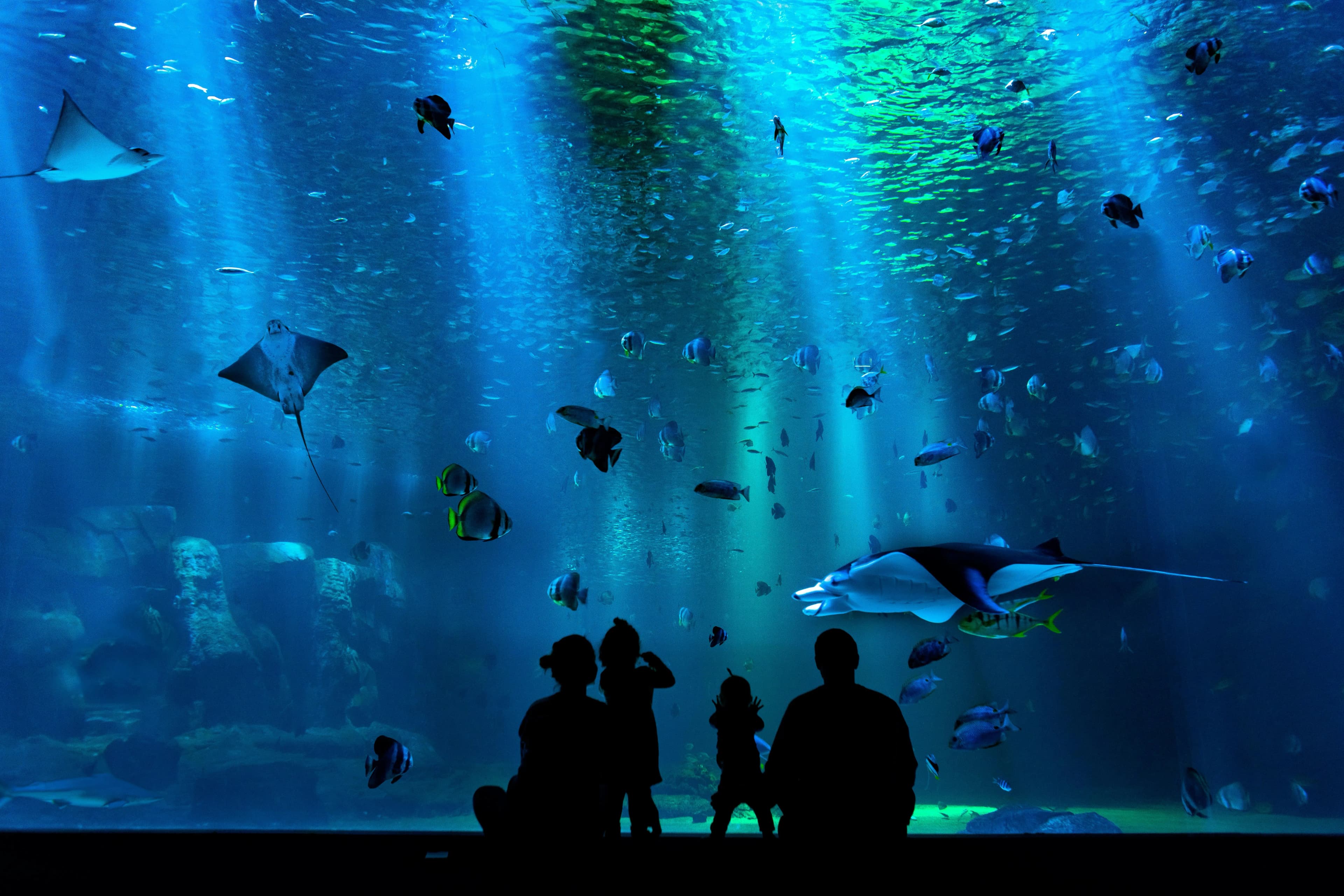 東京の水族館ガイド2026|主要6館を料金・アクセス・見どころで比較(すみだ・アクアパーク品川・サンシャインほか)